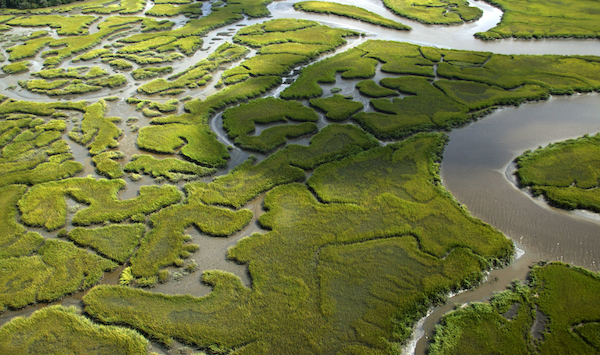 Coastal wetlands